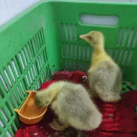 جوجه غاز 3 روز و 12 روزه