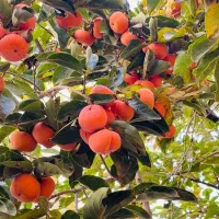 خرید نهال از بهترین نهالستان