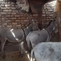 الاغ یاخر