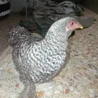 یک عدد مرغ گمشده مژدگانی ۲میلیون تومان