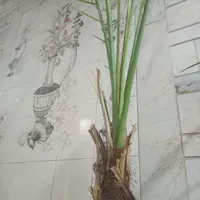 نهال نخل|گل و گیاه طبیعی|اصفهان, جلفا|دیوار