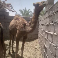 دوتا هاشی نر