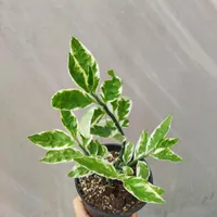 گل پدیلانتوس ابلق برگ پهن و سبز|گل و گیاه طبیعی|مرودشت, استادیوم‎|دیوار