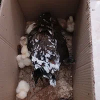 جوجها زینتی ومرخ و جوجه