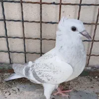 کبوتر|پرنده|بیرجند, |دیوار