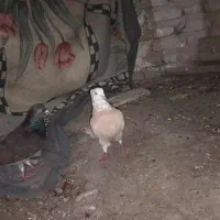 کفتر|پرنده|آزادشهر, |دیوار