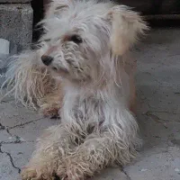 سگ پاکوتا