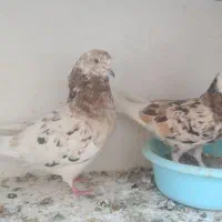 کفتر سرور پرشی