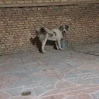 توله لاس سر و پوز دار