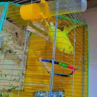 مرغ عشق هلندی