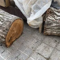 تنه گردو