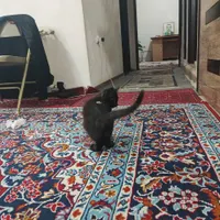 این بچه گربه گم شده|گربه|سبزوار, سلمان فارسی (چهار راه فرودگاه)|دیوار
