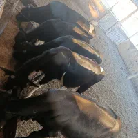 پنج راس گوساله نر