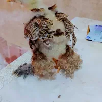 تعدادی جوجه ب ره ما ولاری اوشامو