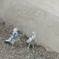 کبوتر گمشده
