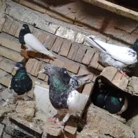 کبوتر  کله سیاه