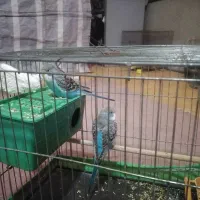 یک جفت مرغ عشق