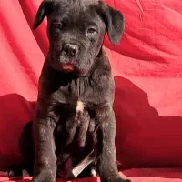 مجموعه پرورش سگهای گارد