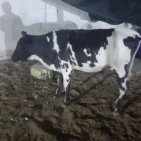 دوراس گوساله ماده دورگه رسمی