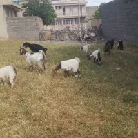 فروش بز و بزغاله