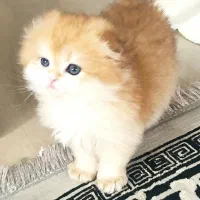 گربه اسکاتیش