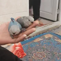 پرنده