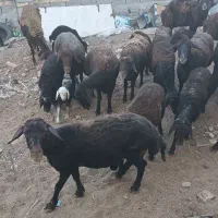 میش وبره