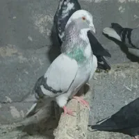 آبی