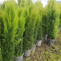 درختچه زینتی سرو لاوسون|گل و گیاه طبیعی|تهران, خلیج فارس|دیوار