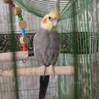 عروس هلندی نر سخنگو