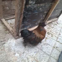 خروس جوان
