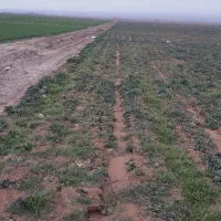 سه ونیم هکتار زمین کشاورزی میثم آبادجیرفت