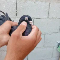 کبوتر جفت قره و آغ لوتی