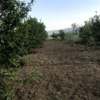 فروش-باغ