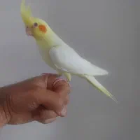 عروس هلندی معاوضه با قفس