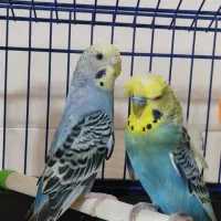 مرغ عشق پروانه ای به همراه ماده رنگین کمانی