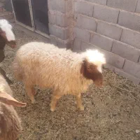فروش بره نر سنجاقی کله بور سبک