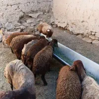 گوسفند