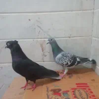 کبوتر پلاکی ماده نر کاکل میخ