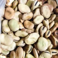 بذر باقلا  اسپانیایی پر بار