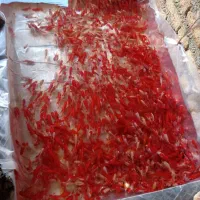 ماهی عمده|ماهی|سنندج, |دیوار