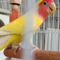 جفت کوتوله بریزیلی صورت هلویی با تخم