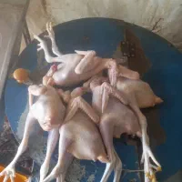 جوجه محلی