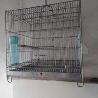 سهره قفس سهره قفس