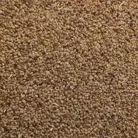 تخم یونجه پایه بلند