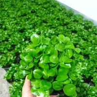 سبزه نارنج گلدان سایز12 ارسال به سراسر ایران