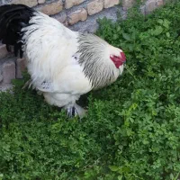 مرغ و خروس