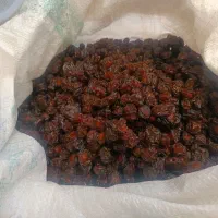 آلوچه تازه وتمیز وبهداشتی