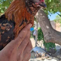 نیمچه خروس گلین چهل تاج