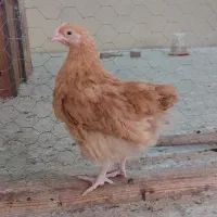 نیمچه اورپینگتون باف